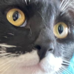 Meet your Posher, Tree